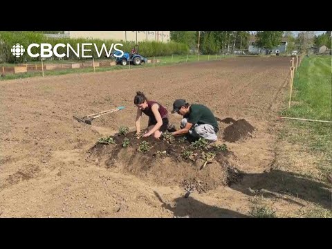Aurora College team looks to grow Fort Smith food independence with gardening