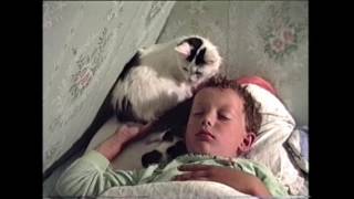 Как кошка выбирает лучшее место для себя и котёнка. Как кошка выбирает лучшее место для себя и котёнка.