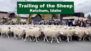 Trailing of the Sheep
Twelve hundred sheep walk through town and its AMAZING!
In Idaho moving the sheep from the high country to the low country has evolved into a sensational five day festival in Ketchum and Hailey. Shiree was there and shares it all with you.
For all the information - www.trailingofthesheep.org
Thanks for watching!
https://www.rehashfiber.com
Instagram: @rehashfiber
rehashfiber@outlook.com
#rehashfiber Trailing of the Sheep