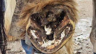 The Biggest Hoof I've Seen - Draft Horse Trim - Oddly Satisfying ‐ Hind Hoof - Part 3