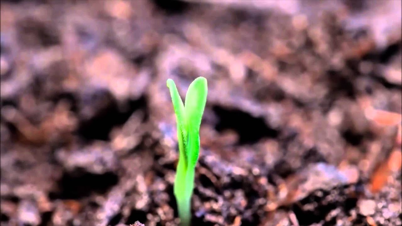 Roots Promo YouTube