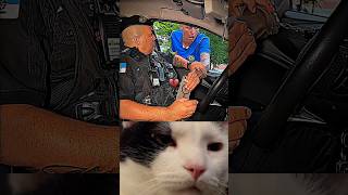 #cat #funnycat #cats #catvideo #catlover #cutecat #catshorts #funnycats #kitten #catlife #meow