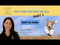 Tips for a better recall part 1  dog training dogrecall