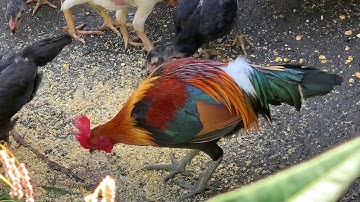 Qaib dib qaib qus (Red jungle fowl)
