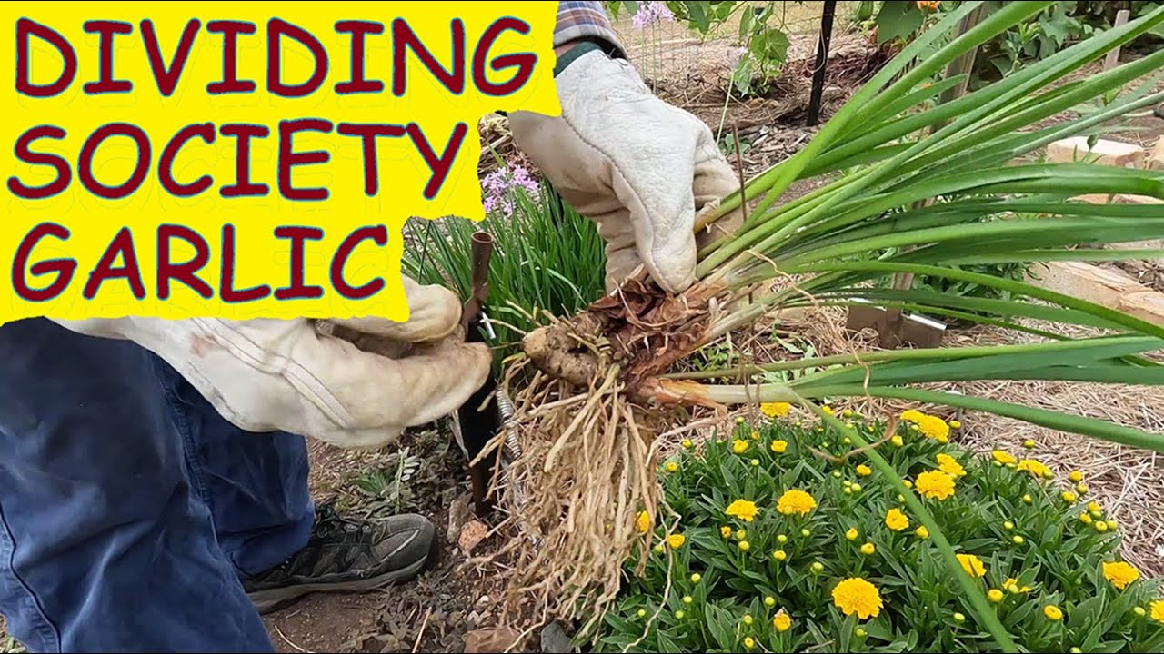How to separate or divide Society Garlic tubers; Society Garlic update ...