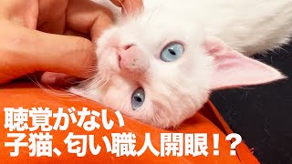 青き瞳の次女子猫、次男坊猫の教えを引き継ぐ The sniffing kitten 'Marine'