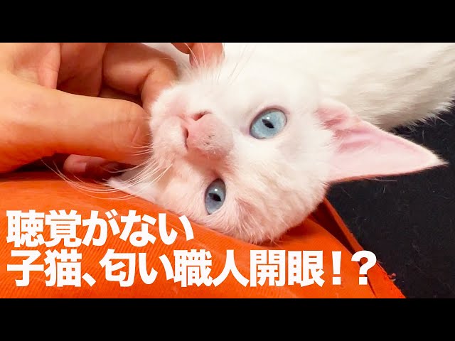 青き瞳の次女子猫、次男坊猫の教えを引き継ぐ The sniffing kitten 'Marine'