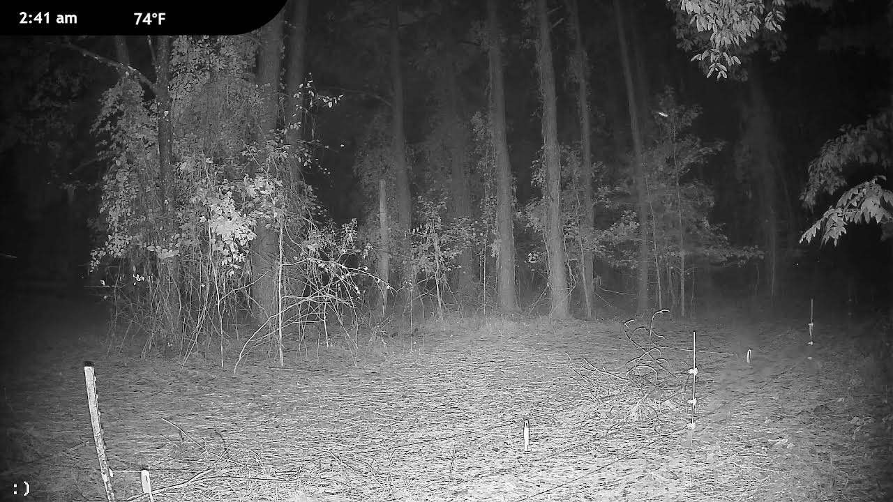Goats & Donkey Live Cam - Woods View - YouTube