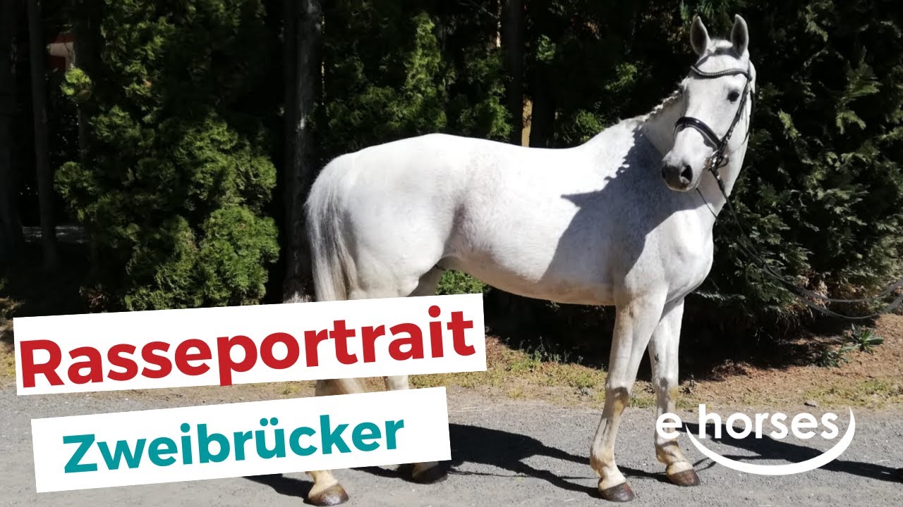 Das Zweibrücker Warmblut im Rasseportrait