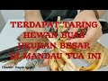 Mandau Tua &amp; Penyang Taring Hewan Buas berasal dari Suku Dayak Ngaju.