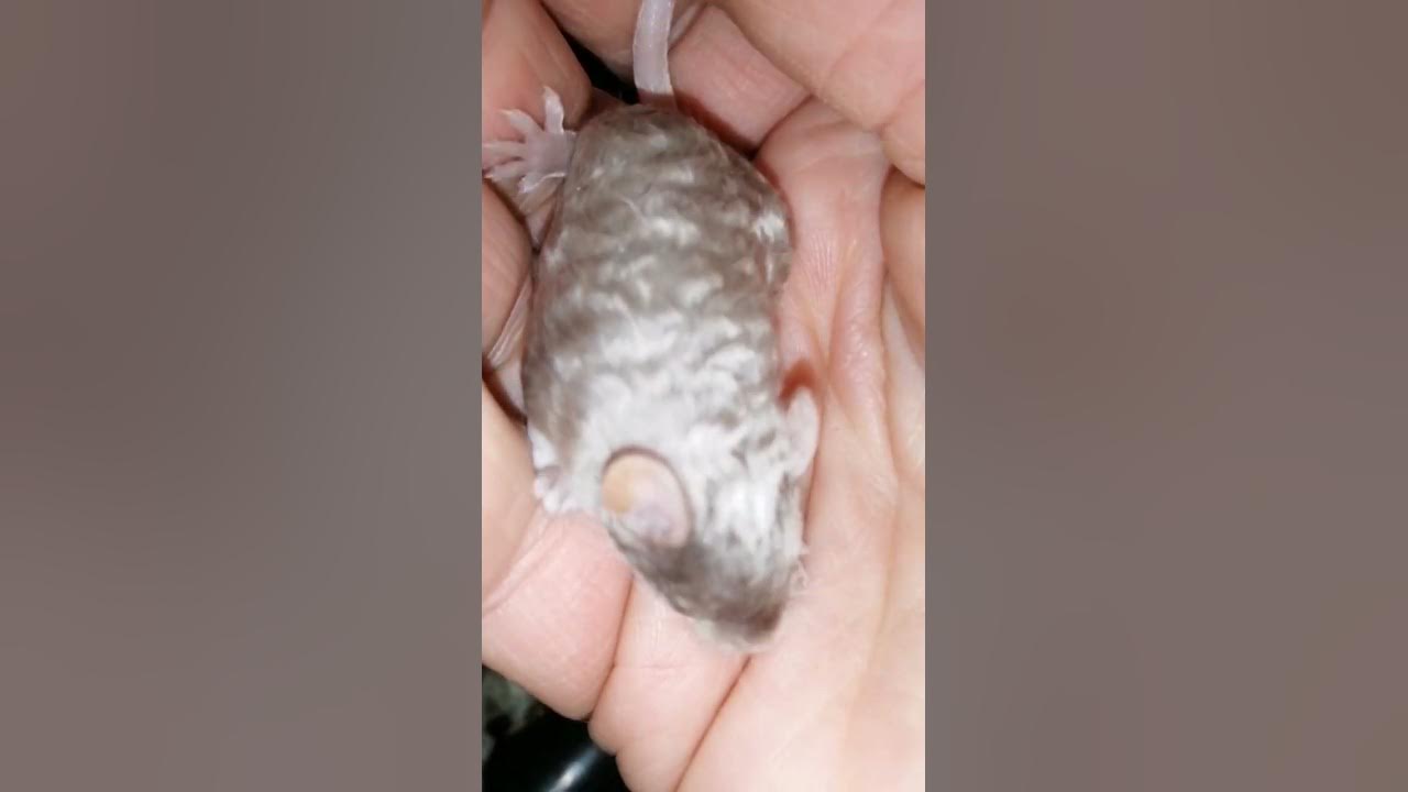 Fancy mice litter, very young withammousery4555 YouTube
