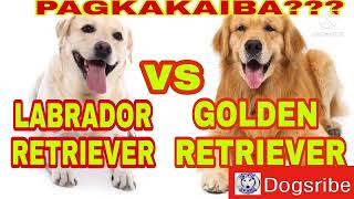 LABRADOR RETRIEVER OR GOLDEN RETRIEVER ANO NGA BA ANG PAGKAKAIBA NILA BUKOD SA PAREHAS MALAKING ASO! screenshot 4