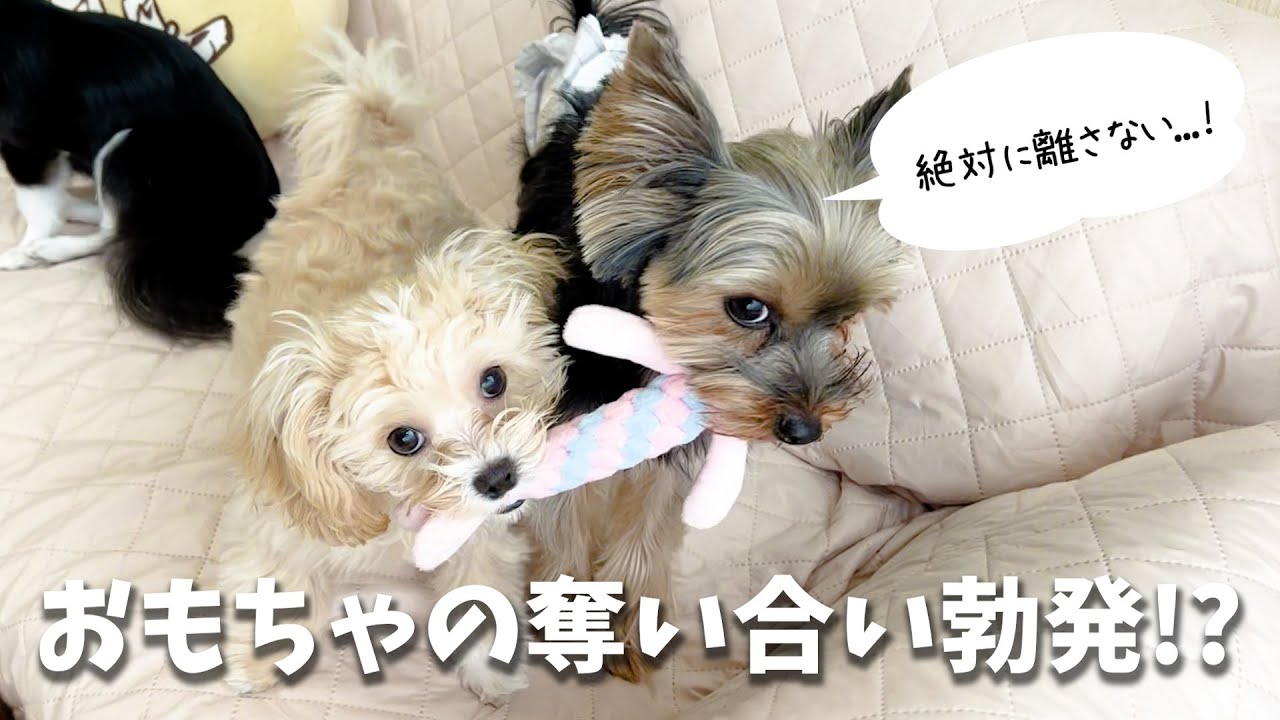 【多頭飼い！？】実家の犬たちと合流したマルプー。3匹で家の中が超賑やかになりましたw