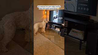 My dog watches his own video #funny #dog #lol #short