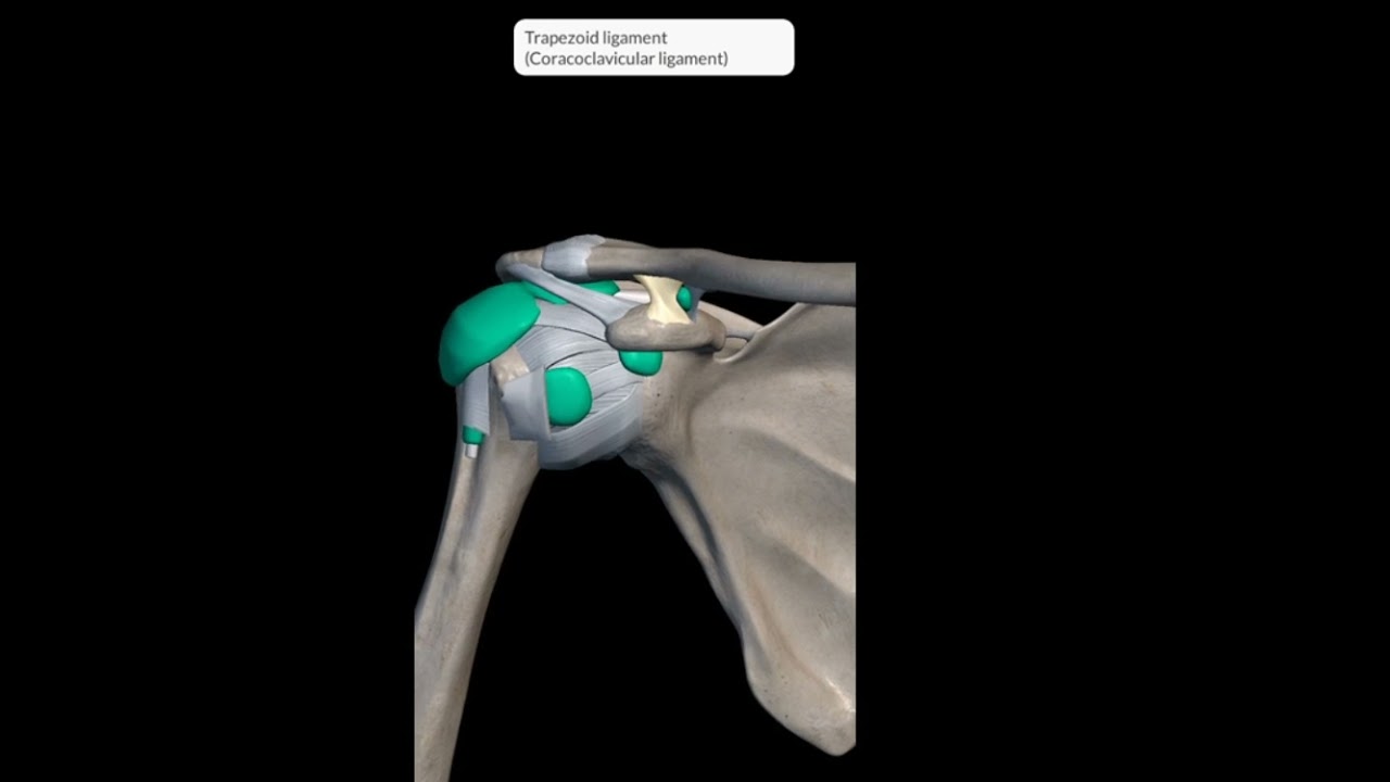 Shoulder Girdle I joint capsule Ligaments Bursa Movements Blood and