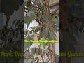 Organic, Home Grown Guava🍈🌱🌿 #ytshorts #shortvideo #shorts #short #youtubeshorts #guava #fruit