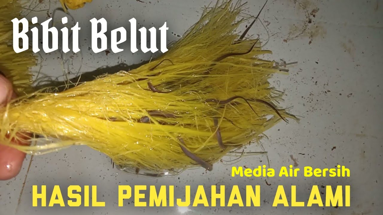 CARA BUDIDAYA BELUT DI AIR BERSIH MENGUNAKAN BAK PLASTIK 