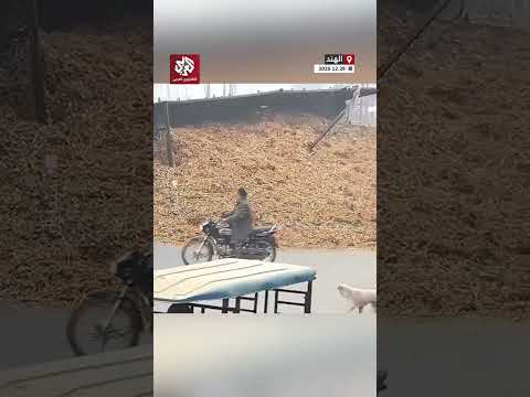 سحقتها بالكامل لحظة انقلاب شاحنة محملة بالقش على سيارة في مدينة رامبور بولاية أوتار براديش الهندية