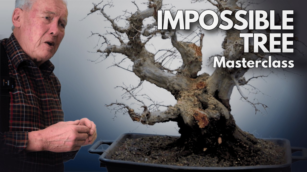 Carpinus orientalis Bonsai – The “Impossible” Tree That Shocked Walter Pall