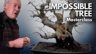 Carpinus orientalis Bonsai – The “Impossible” Tree That Shocked Walter Pall