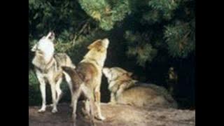 Myslovitz - Chłopcy