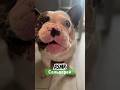 Чем еще почавкать?🤪#dog #asmr #frenchbulldog #frenchbulldog #зож #еда #французскийбульдог #top