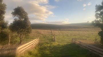 تلاوة من سورة ال عمران | عمر بن ضياء الدين | بدون مؤثرات