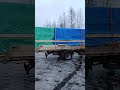 Новый дом6*8 изготовили,отправка на объект 😉#каркасник #hamster #pets #стройка #ремонтвдоме #дача