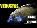 NIMBOCHROMIS VENUSTUS - SPECIES PROFILE