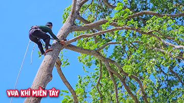 Vua Khỉ cưa đôn đọt cây Sao Siêu To tại Đồng Nai (2/2).