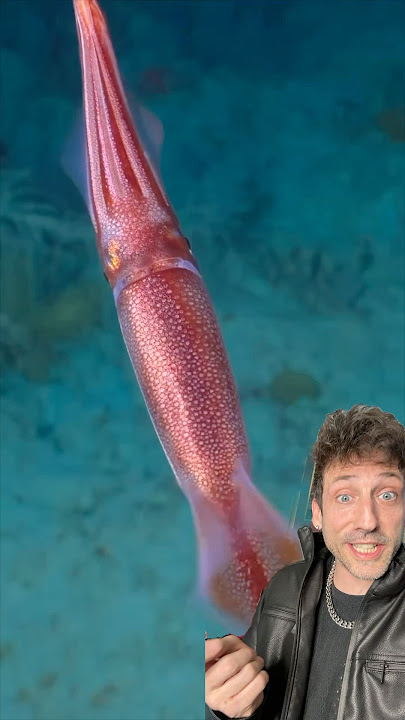 The Humboldt Squid is TERRIFYING