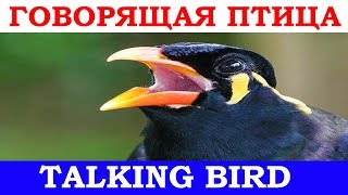 Говорящая птица Майну, Тайланд / Funny talking myna bird, Thailand