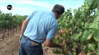 Essencia do Vinho TV Um Dia de Vindimas com Pedro Baptista