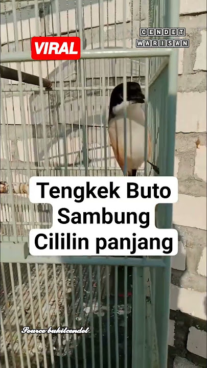 cendet gacor mewah isian tengkek buto sambung cililin #cendetgacor #tengkekbuto #cililingacor #fyp