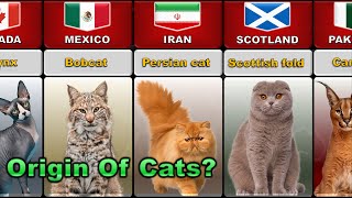 The Origin Of All Cats| The BREEDS and ORIGINS