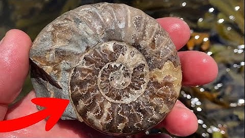 10 Fossil Hunting Mistakes