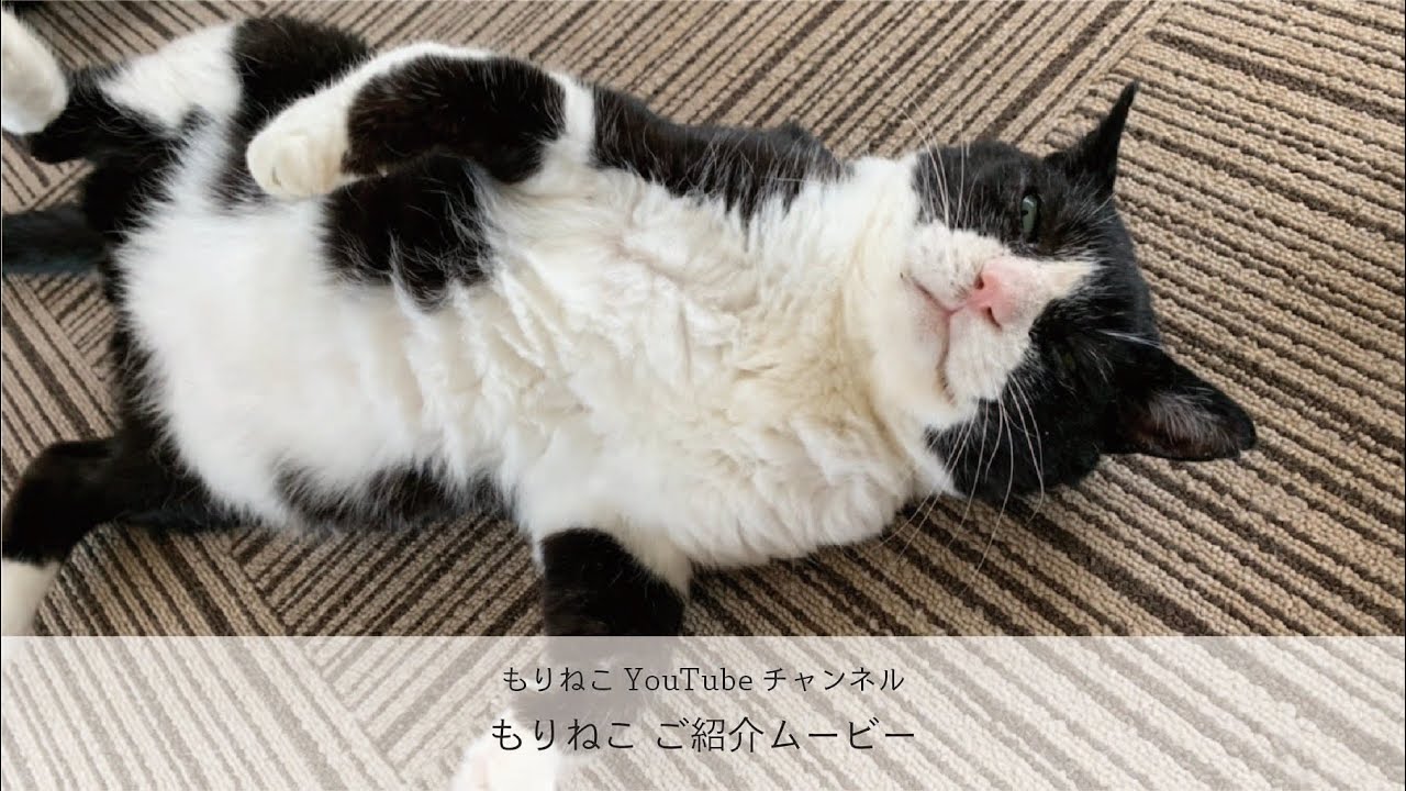 もりねこご紹介ムービー Youtube