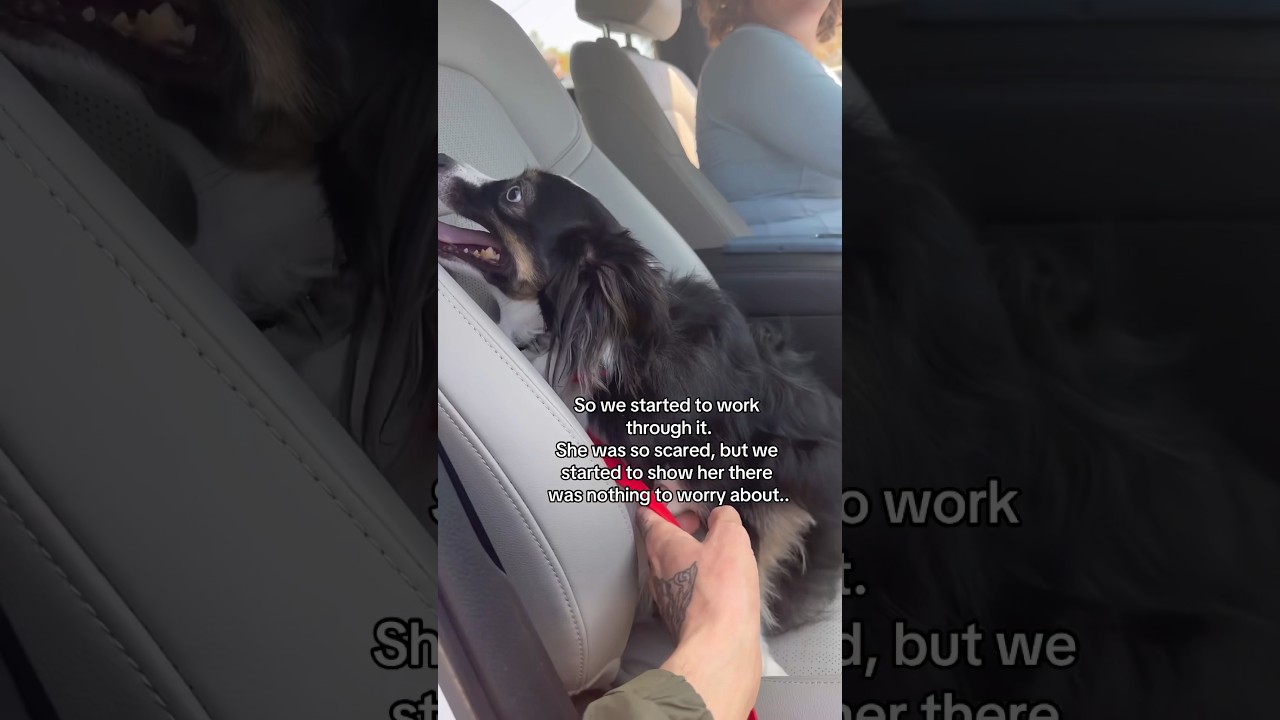 This Dog Has The Biggest Fear Of Something Not Very Scary..