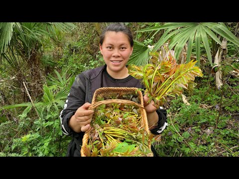 今天摘了很多春芽，做成春芽炒蛋和凉拌春芽太好吃了picked a lot of spring sprouts today to eat