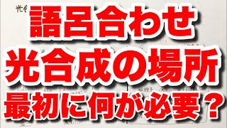 【光合成の場所の覚え方】光化学系Ⅱ・光化学系Ⅰとカルビン・ベンソン回路の反応が行われる場所の語呂合わせ　還元型補酵素の覚え方のコツ　代謝　ゴロ生物