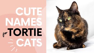 60 CUTE NAMES FOR TORTOISESHELL CATS | Find the Perfect Name for Your Tortie!