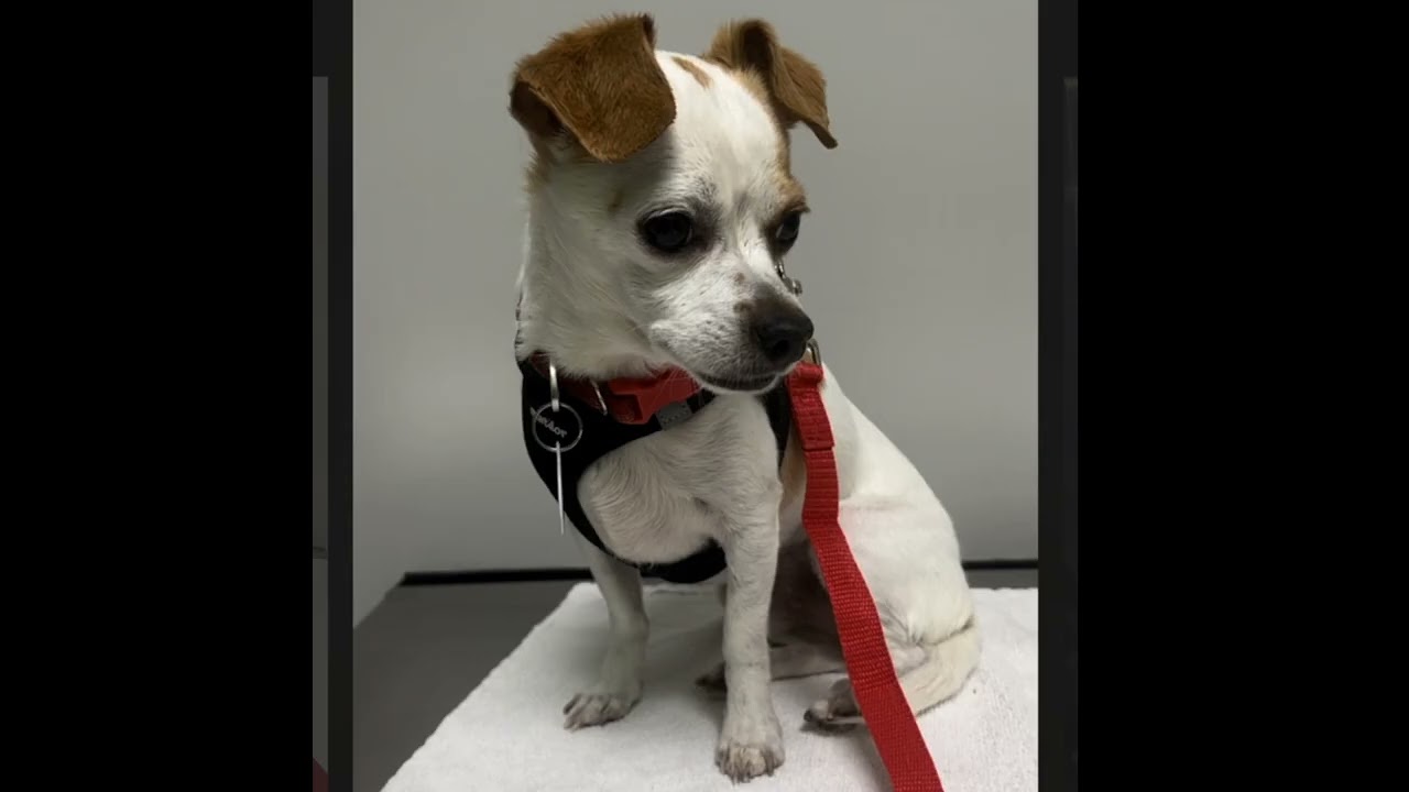 Dog for adoption - EVA, a Border Terrier & Jack Russell Terrier Mix in Pico  Rivera, CA