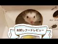 【ハリネズミ】フードのお試しを買ったのでレビュー？【hedgehog】