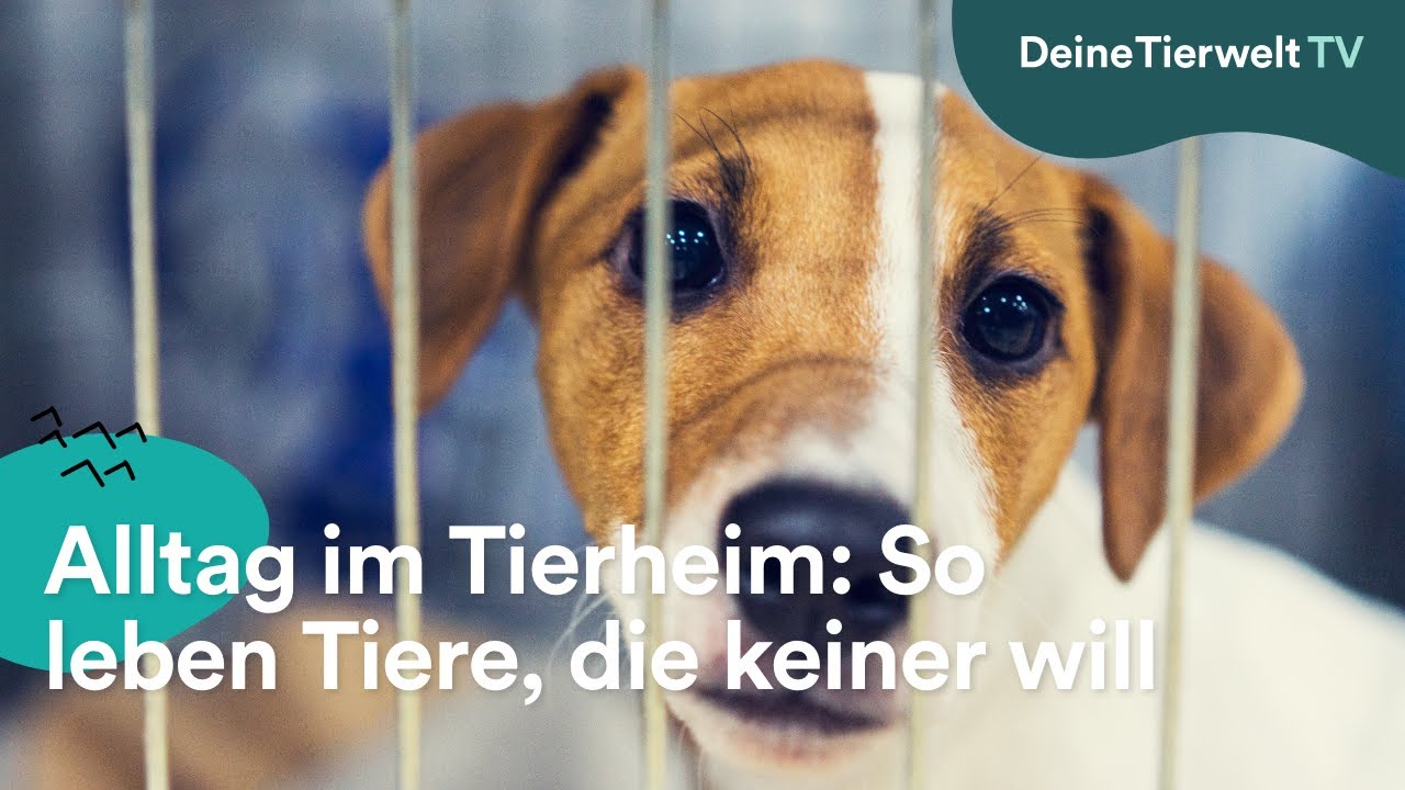 Alltag im Tierheim: So leben Tiere, die keiner will