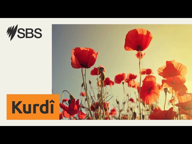 Australia's changing languages shape new SBS review - Zimanên ku li Australya diguherin, nirxandi...