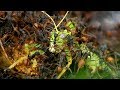 Des fourmis lgionnaires envahissent la fort  the hunt  bbc earth