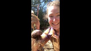 PCS Greenville Learning Center garlic harvest at the community garden 7/16/20