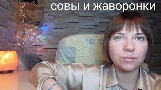 Хронотип: совы и жаворонки