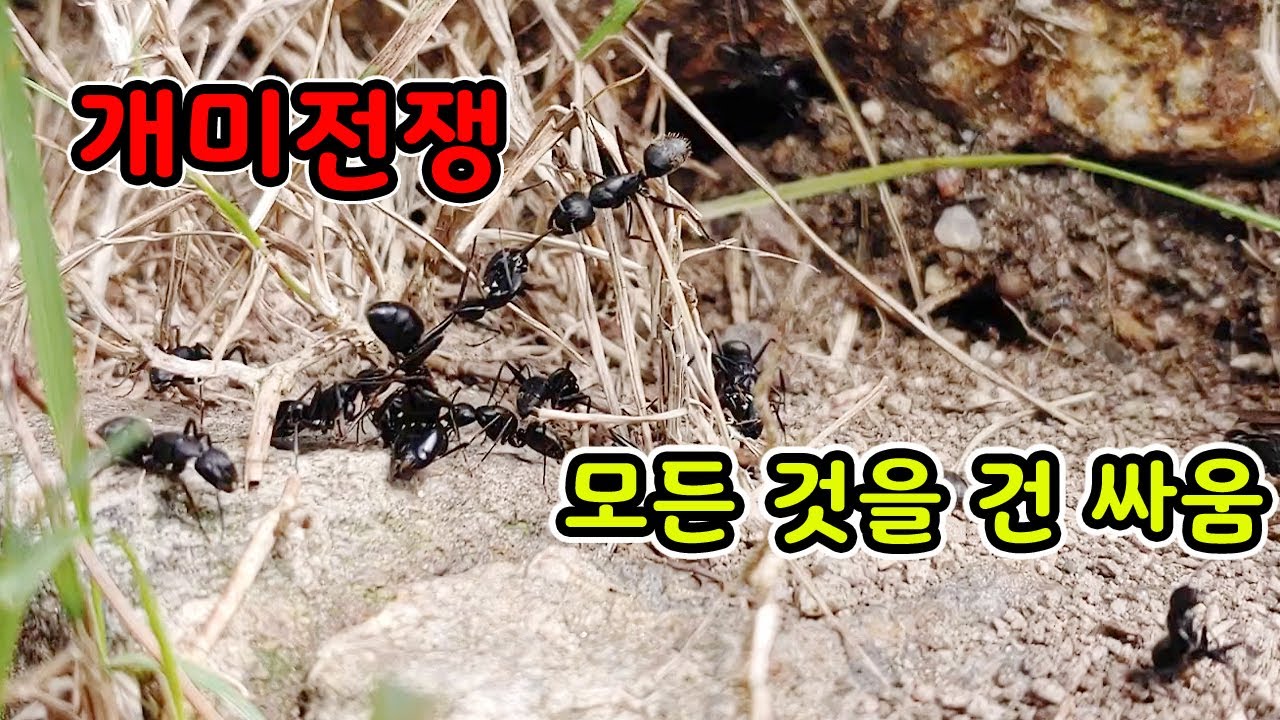 병정개미가 존재하는 이유, 한국에서 제일 큰 왕개미들의 목숨을 건 전투 [오브리더]