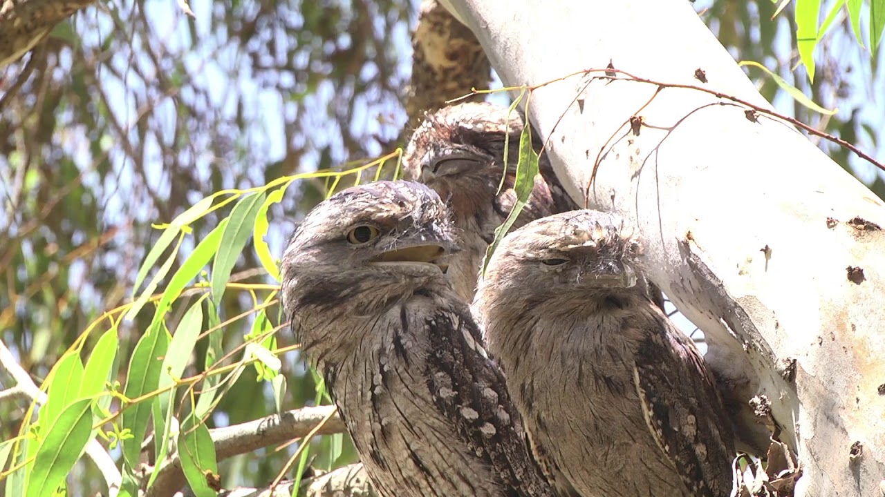 Tawny Frogmouth trio huddling close together